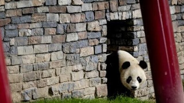 Wat hebben panda's Wu Wen en Xing Ya Ouwehands Dierenpark gebracht?