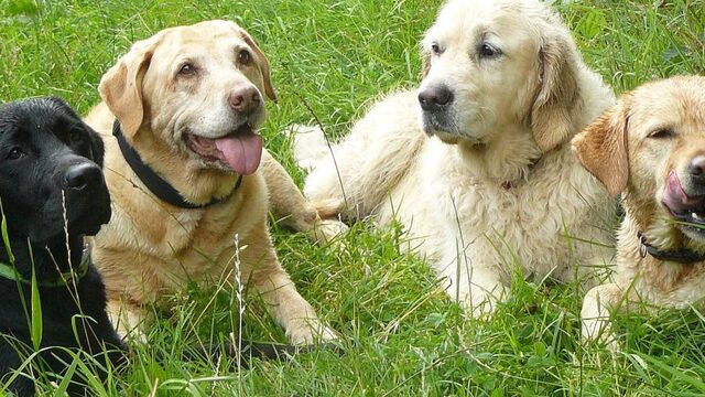 Grote groepen honden niet meer welkom in Goois Natuurreservaat