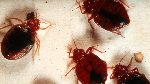 Hoe kom je van bedwantsen af?