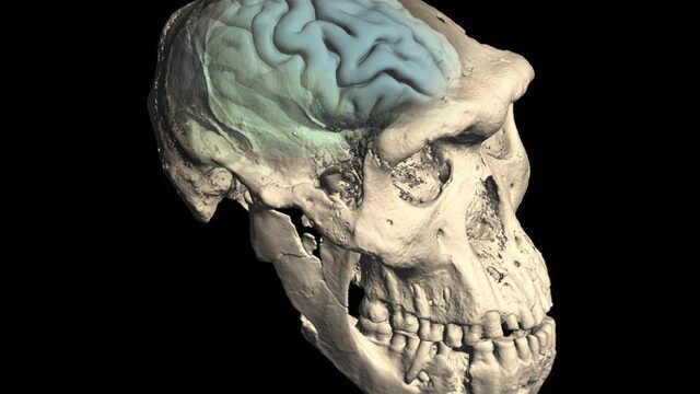 Ons brein werd pas laat in de evolutie typisch menselijk