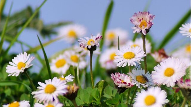 Kruiden in de geneeskunde: deze vind je gewoon in de tuin!