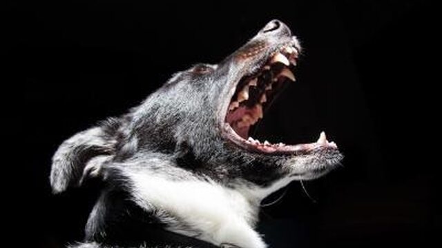 'Minder snel euthanasie voor agressieve honden'