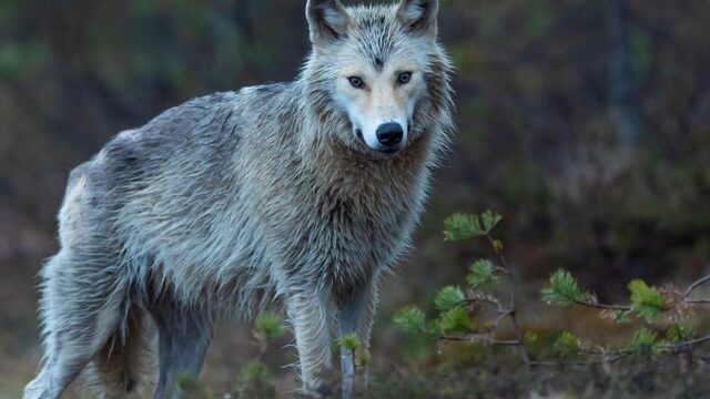 Waarom zijn we bang voor de Nederlandse wolf?