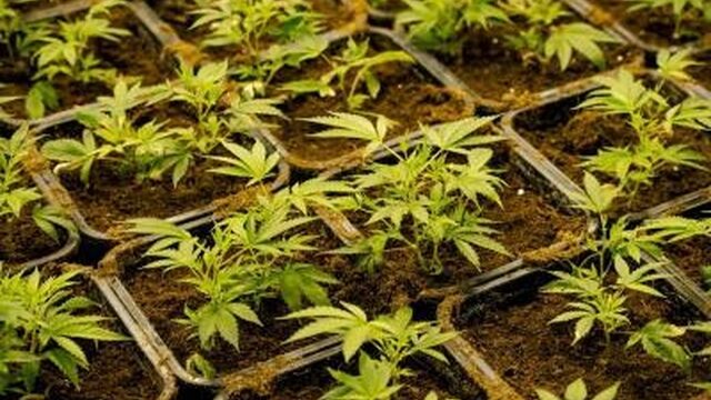 Hennepplantages: hoe burgemeesters hun boekje te buiten gaan bij huisuitzettingen