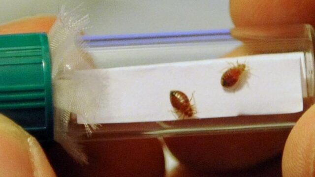 Bedwantsen en muizen rukken op, steeds meer plaagdieren in huis en op straat