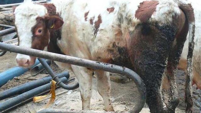 NVWA heeft de handen vol aan 300 'probleemboeren'