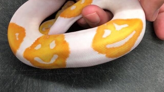 Bijzonder: deze slang heeft een smiley-huid