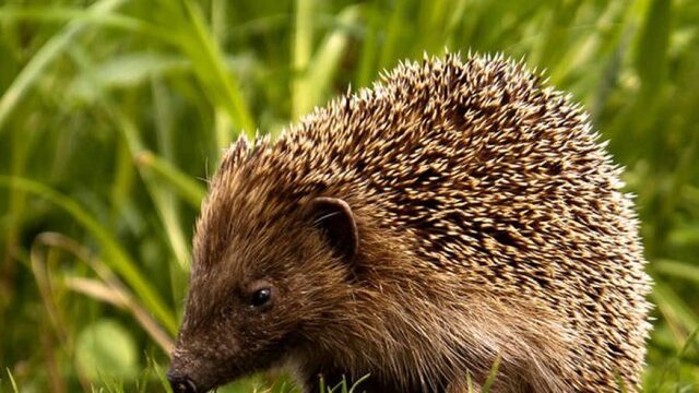 Maak je tuin vooral niet winterklaar! Dit is waarom