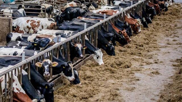 CDA: Nederland hoeft niet heel grote voedselexporteur te blijven
