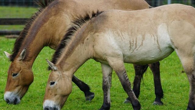 Wetenschappers klonen przewalskipaard