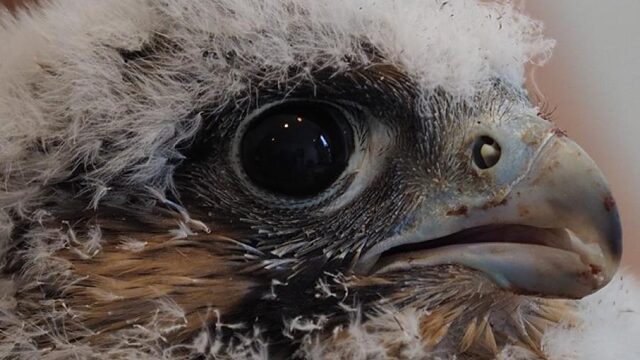 Postduiven 'vermoord' door roofvogels?