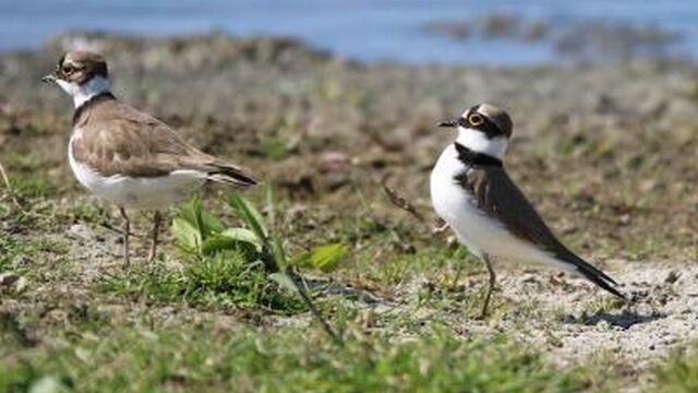 5 keer het grappige gedrag van dieren