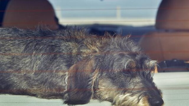 'Hond in hete auto achterlaten moet zwaarder gestraft'
