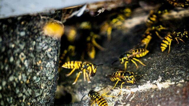 Dit is waarom we meer last van wespen lijken te hebben