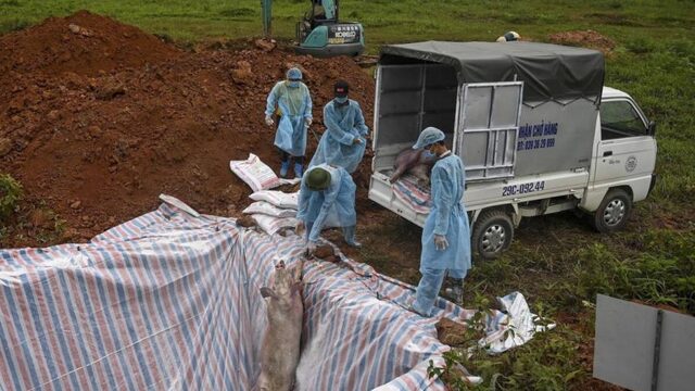 Varkenspest in Zuidoost-Azië: 'Grootste uitbraak ooit'