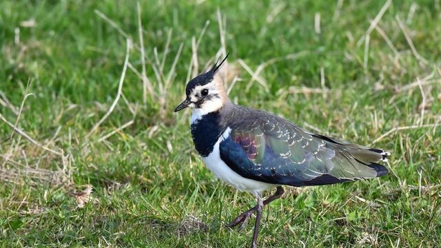Hé vogelaar! Herken jij deze vier vogelgeluiden?