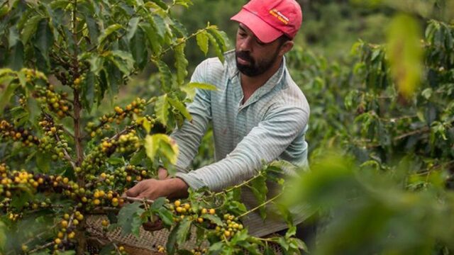 Wat we kunnen leren van Braziliaanse boeren