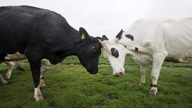Podcast De Dag: Nee, de boeren zijn niet boos op jou