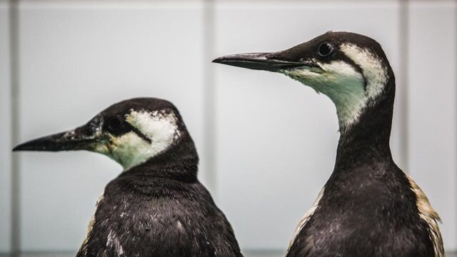 Hoeveel dode zeekoeten zijn al in ons land aangespoeld?