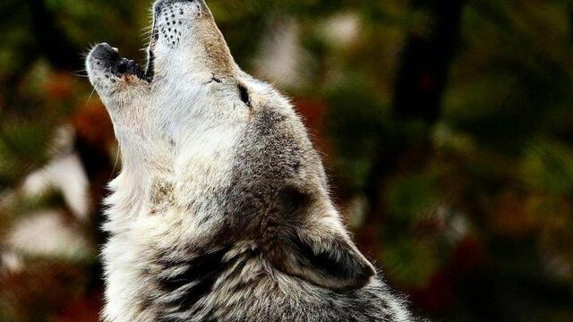 De 1800 hertjes en de wolf