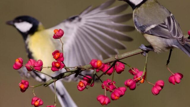 Jortcast #95 De wetenschap van nu: jonge doctoren