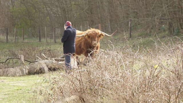 Podcast De Dag: gewond door grote grazers: de voor- en nadelen van oerrunderen