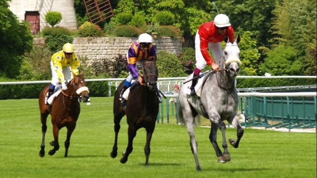 Paarden kunnen langer rennen dankzij hun darmbacteriën
