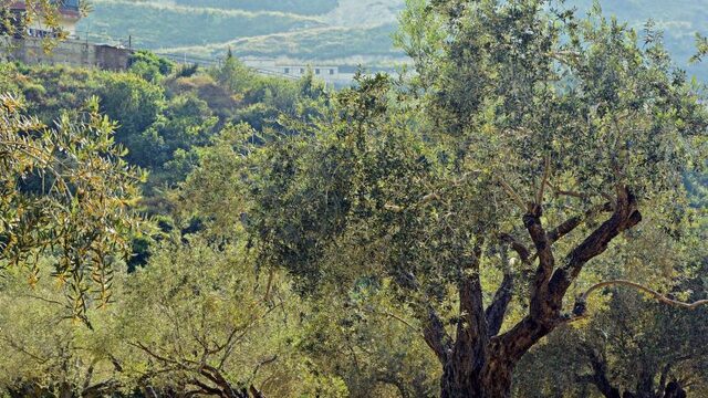 Miljoenen vogels dood door olijvenoogst