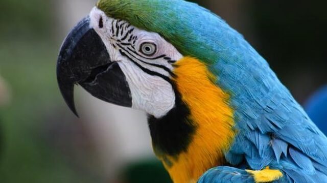 Alleen mens(apen) slim? Vergeet de vogels niet