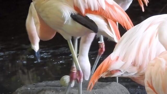 'Zien broeden doet broeden', dierentuin fopt flamingo's met nep-ei