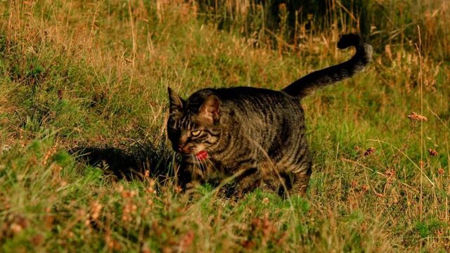 Zo maak je je kat minder moordzuchtig