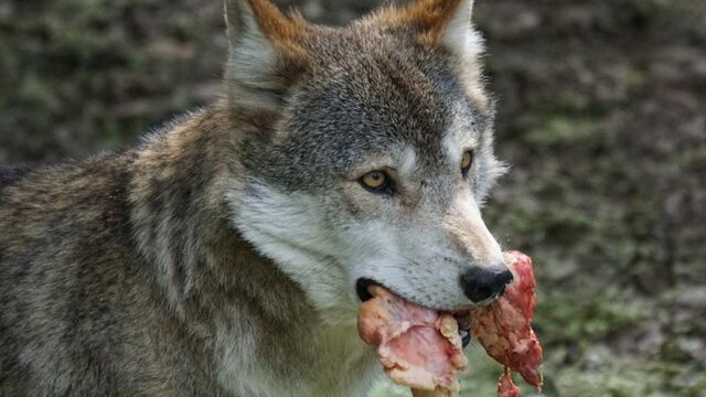 Werd de wolf hond dankzij ons overtollige jachtvlees?