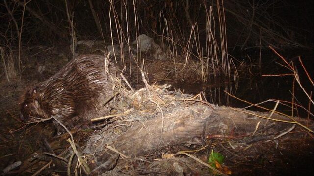 Waarom de bever zo succesvol is in Nederland