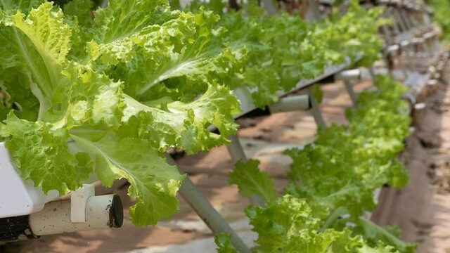 Verticale landbouw: opgestapelde sla en basilicum in een kantoorgebouw