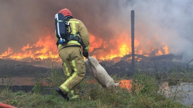 We kunnen er niet omheen dat we varkens enkel zien als een economisch gegeven