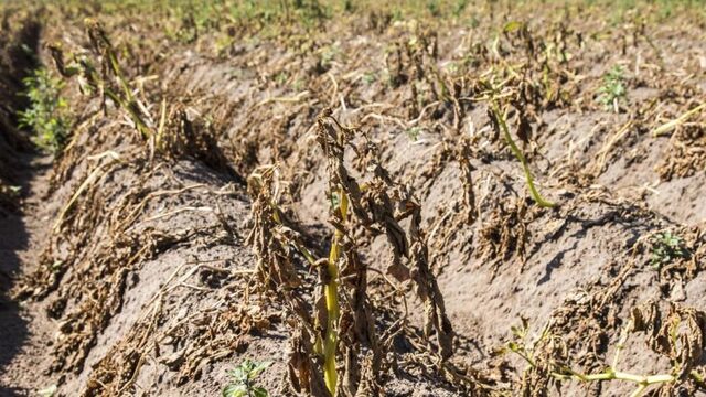 VN-klimaatrapport: voedseltekort dreigt vanaf 2050 door klimaatverandering
