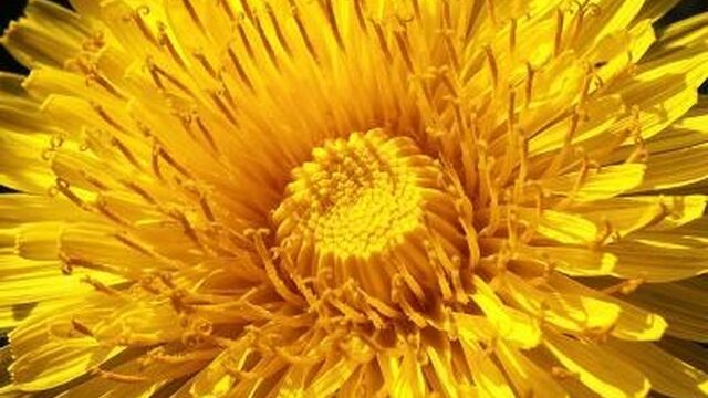 De paardenbloem doodgewoon? Welnee! Er zijn wel 1000 soorten
