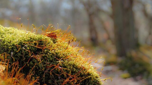 Paulien Cornelisse is gek van mossen