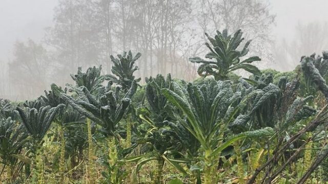 Oogsten bij de boer in de zelfoogsttuin: lijn tussen producent en consument korter