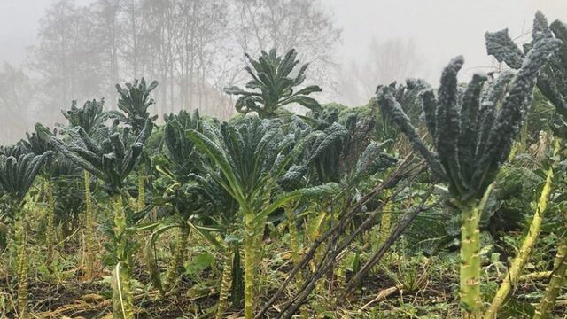 Oogsten bij de boer in de zelfoogsttuin: lijn tussen producent en consument korter