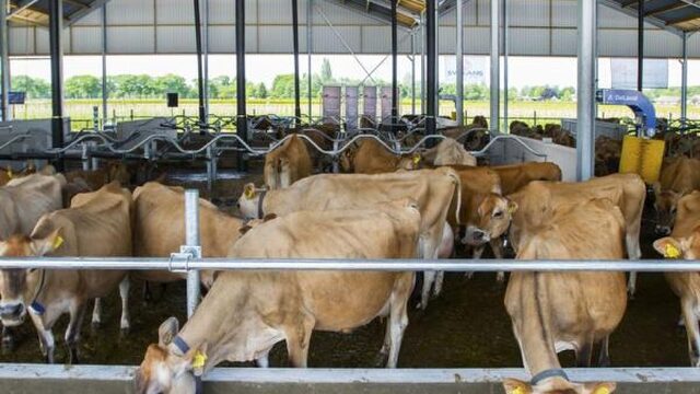 WHO: stop met antibiotica bij gezonde dieren