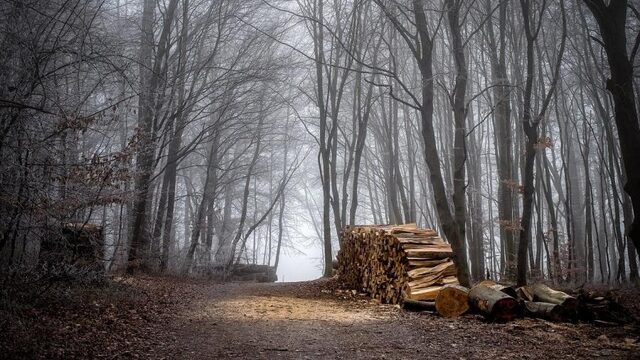 Wat willen we van het bos? 5 experts over de toekomst van bomen