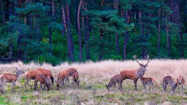 Gedragen wilde dieren zich anders in coronatijd?