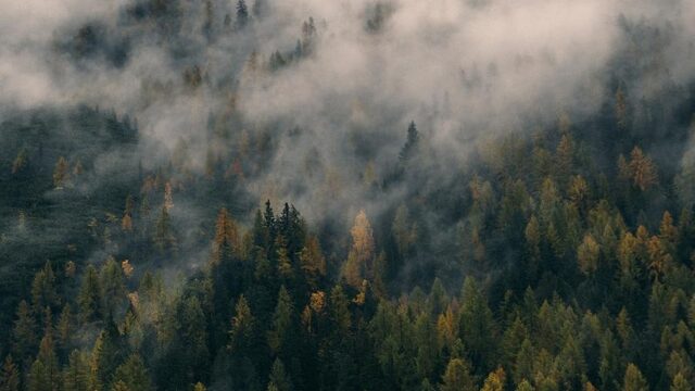 Deze zeldzame dieren worden met uitsterven bedreigd