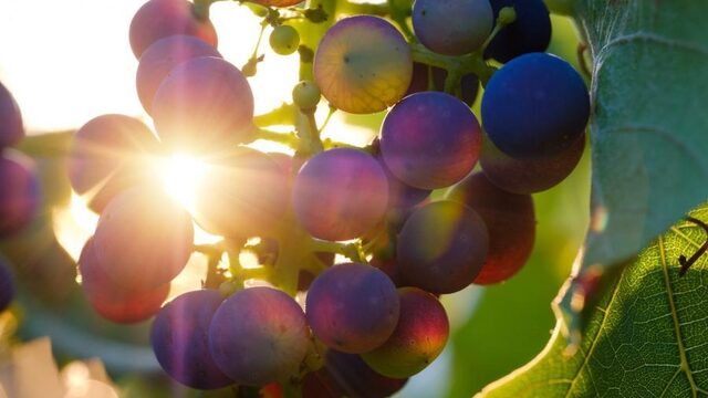 We moeten het hebben over laaghangend fruit
