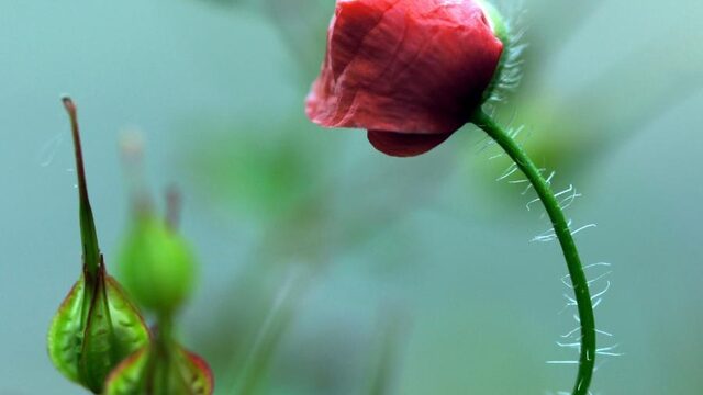 Plantenseks op de gevoelige plaat: dit is hoe bloemen het doen