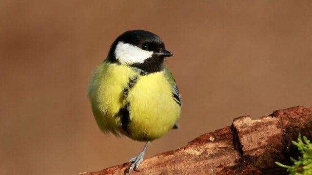 Heb jij dappere of bange koolmezen in de tuin?