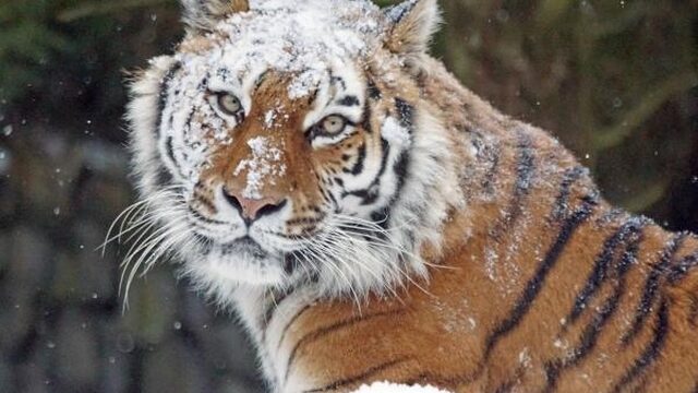 Tijgers keren terug naar Kazachstan