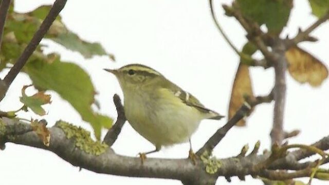 Veel zeldzame vogels in oktober