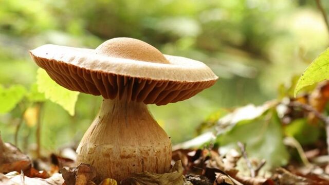 Paddenstoelen verdwijnen door droogte (maar niet allemaal)